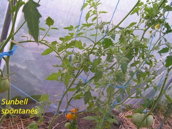 Sunbell spontanés