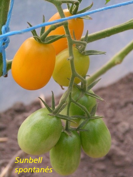 Sunbell spontanés