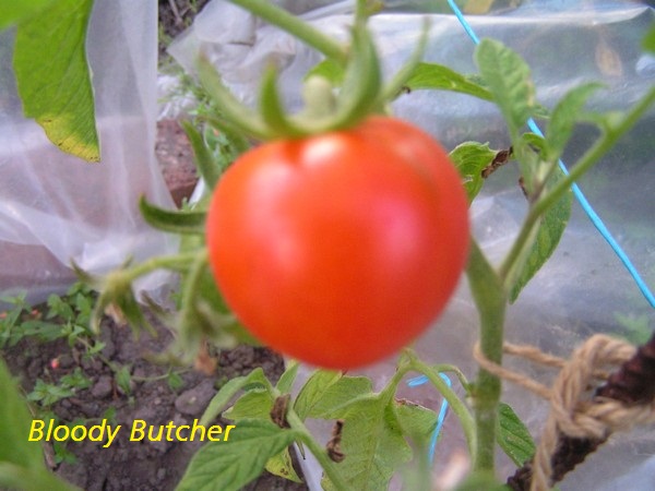 Bloody Butcher