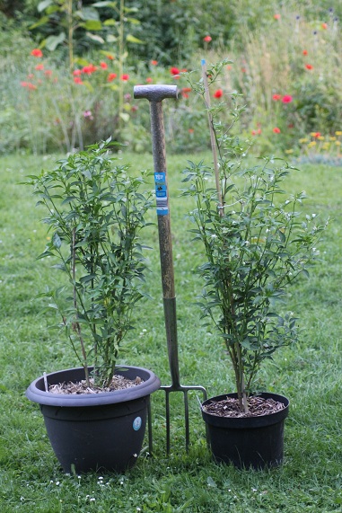 Oiseau POT 3007.JPG