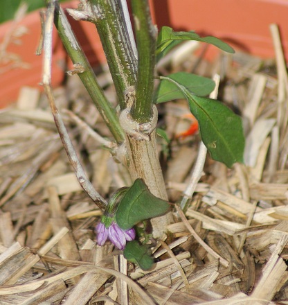 Hongrois noir fleur POT 3007.JPG