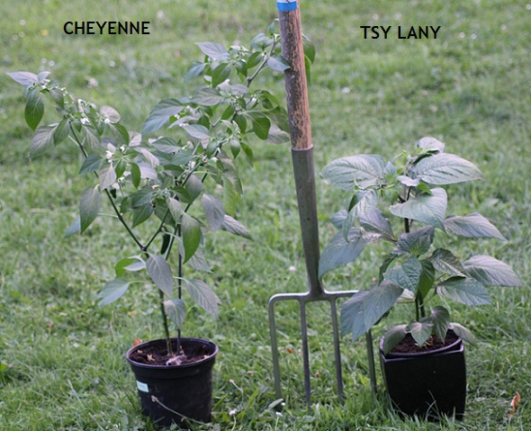 Cheyenne et Tsy 3007.JPG