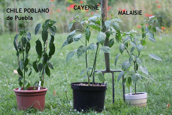 Piments POT 3007.JPG