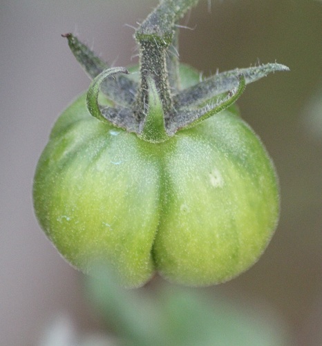 Brandywine black 3007.JPG