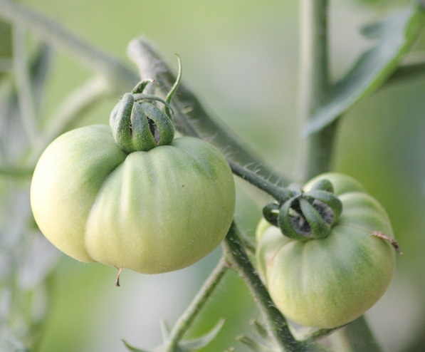 Chinoise rose occidentale 3007.JPG