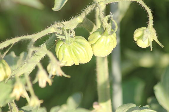 Coeur d'Albenga 3007.JPG