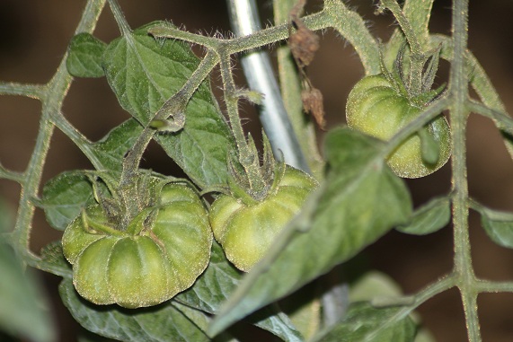 Beauté blanche du Canada 3007.JPG