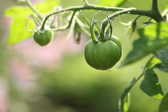 Green zebra 3007.JPG