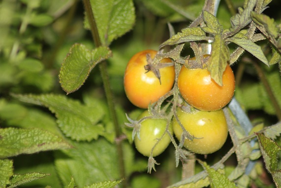 TDV Jaune crosnes 3007.JPG