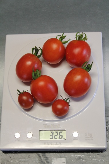 Récolte tomate 0208.JPG