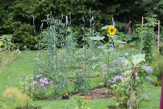 Triangle avec tournesol 0208.JPG