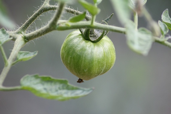 Chocolate stripes 0308.JPG