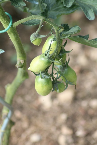 Orange banana 0308.JPG