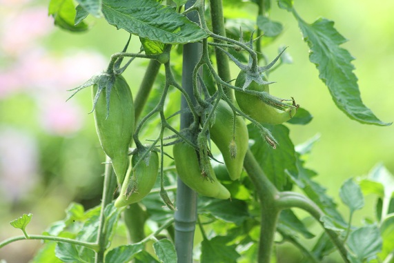 Roma striée 0308.JPG