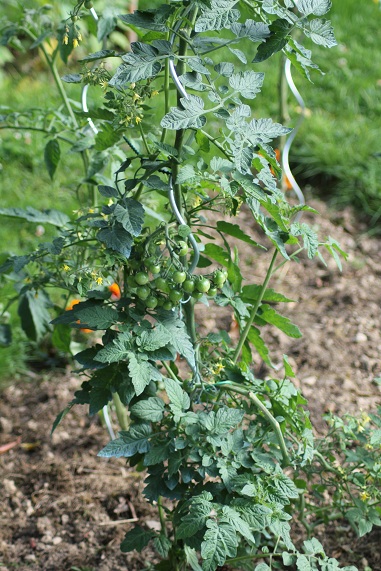 Zluta kytice 0308.JPG