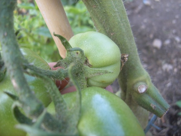 Premier bouquet et le petit fruit sortie apres les grosse pluies