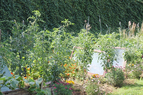 Tomates rectangle 1408.JPG