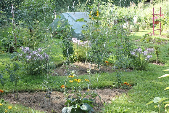 Tomates triangle 1408.JPG