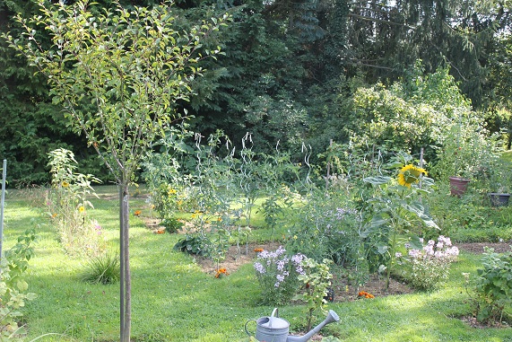 Tomates triangle B 1408.JPG