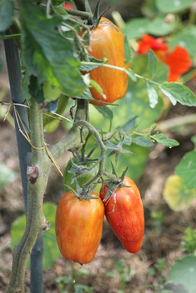 Roma striée 1408.JPG