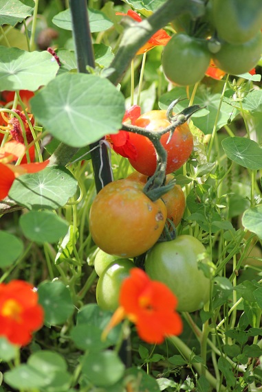 Téton de Vénus 1408.JPG