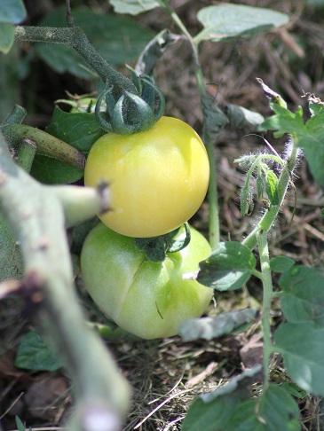 Transparente 1408.JPG