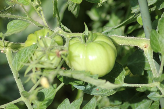 Beauté blanche canada 1408.JPG