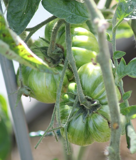 Chocolate stries 1408.JPG