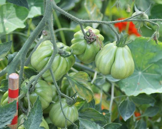 Coeur d'albenga 1408.JPG