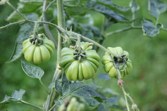 Fleur réagir 1408.JPG