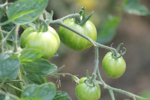 Green zebra 1408.JPG