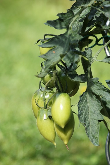 Orange banana 1408.JPG