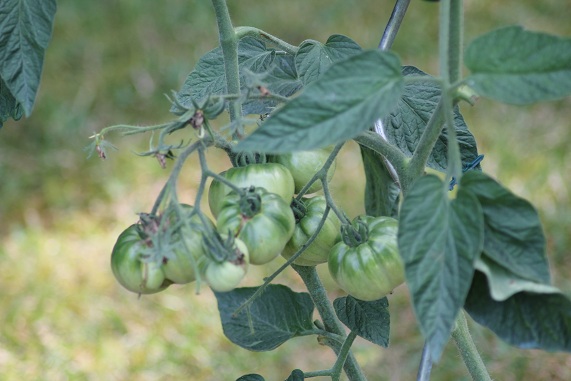 Summer cider apricot 1408.JPG