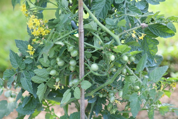 Zluta kytice 1408.JPG