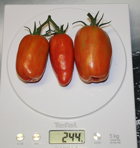 Roma striée 1408.JPG