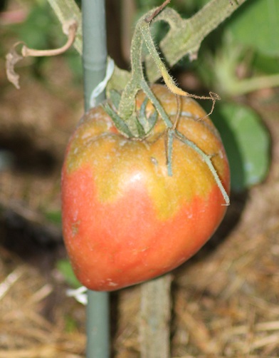 Malina fruit 1608.JPG