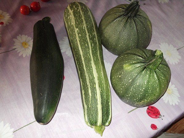 mes courgettes recolte d hier