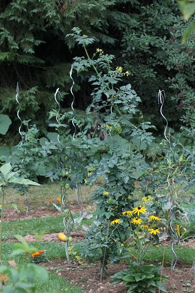 Zluta kytice 2108.JPG