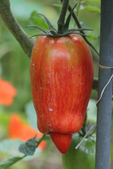 Roma striée 2108.JPG