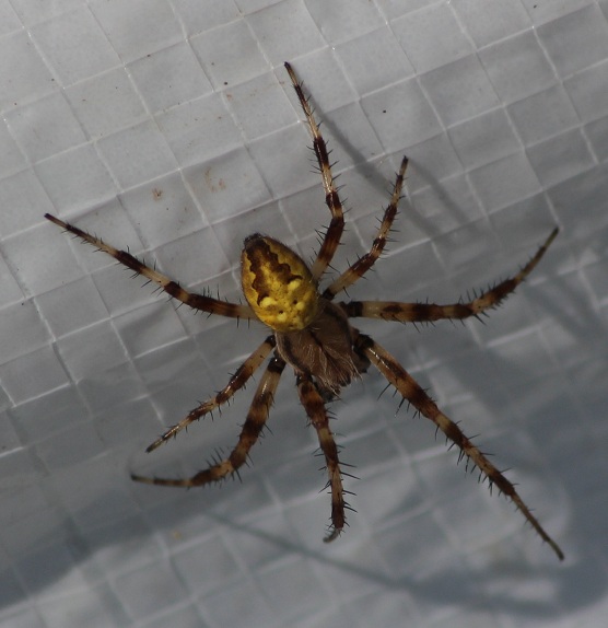 Spider à détermin 2208.JPG