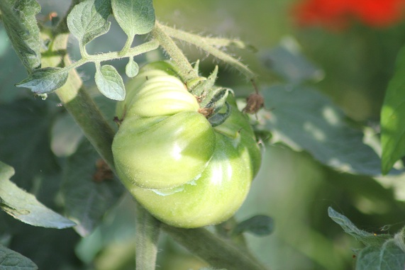 Ananas bicolore 2208.JPG