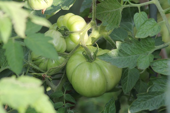 Beauté blanche canada 2208.JPG