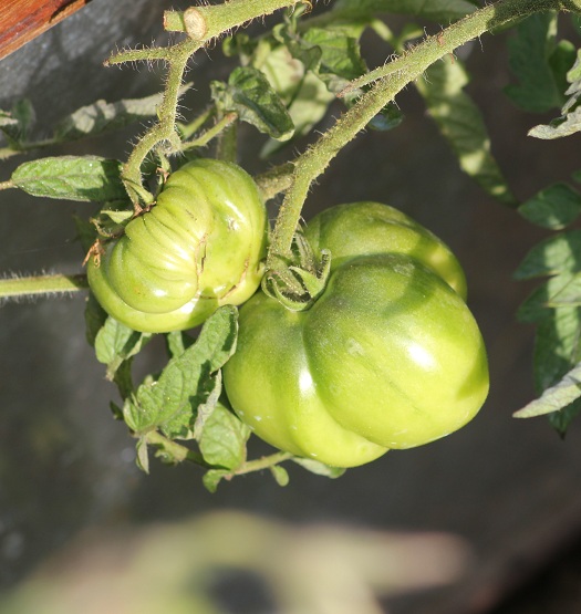 Brandywine black 2208.JPG