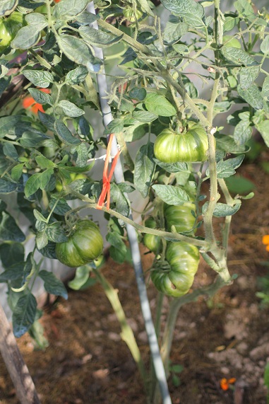 Chocolate stripes 2208.JPG