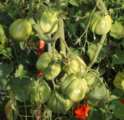 Coeur Albenga 2208.JPG