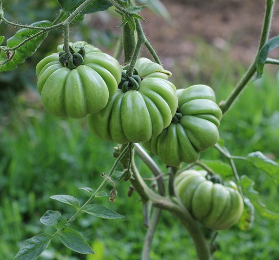 Fleur de Réagir 2208.JPG