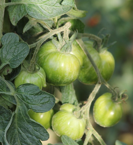 Green zebra 2208.JPG