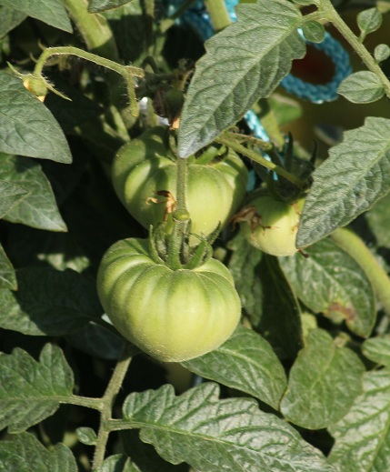 Pamplemous gd père 2208.JPG