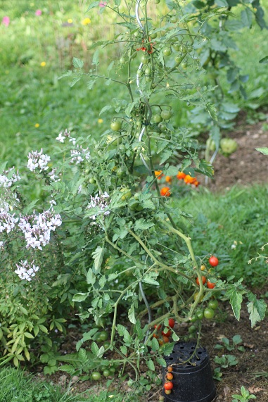 Tel Aviv Train 2208.JPG