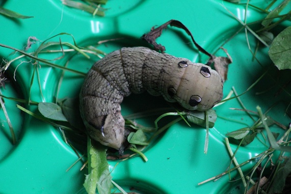 sphynx 008.JPG